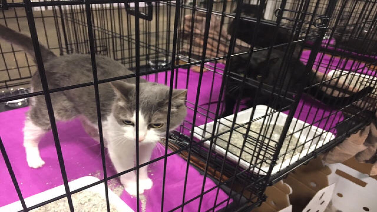 PHOTOS: IndyMega Adoption Event
