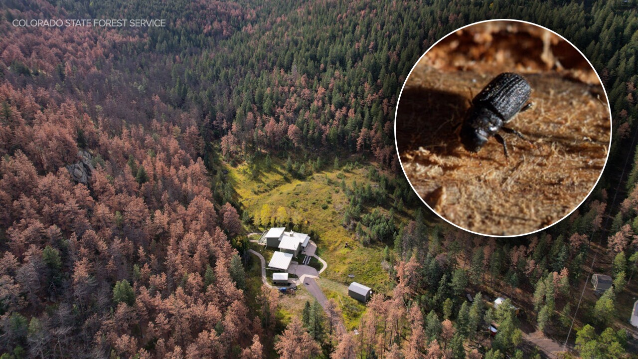 mountain pine beetle.jpg