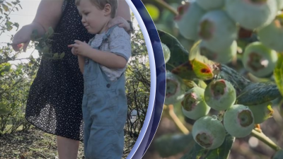 blueberry fest.png