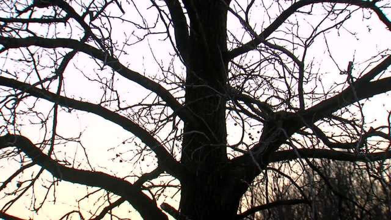 PICS: Crown Hill North Woods could be torn down