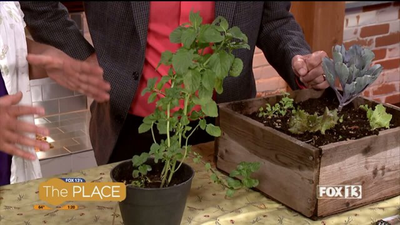 What you need to know if you still want to plant a garden