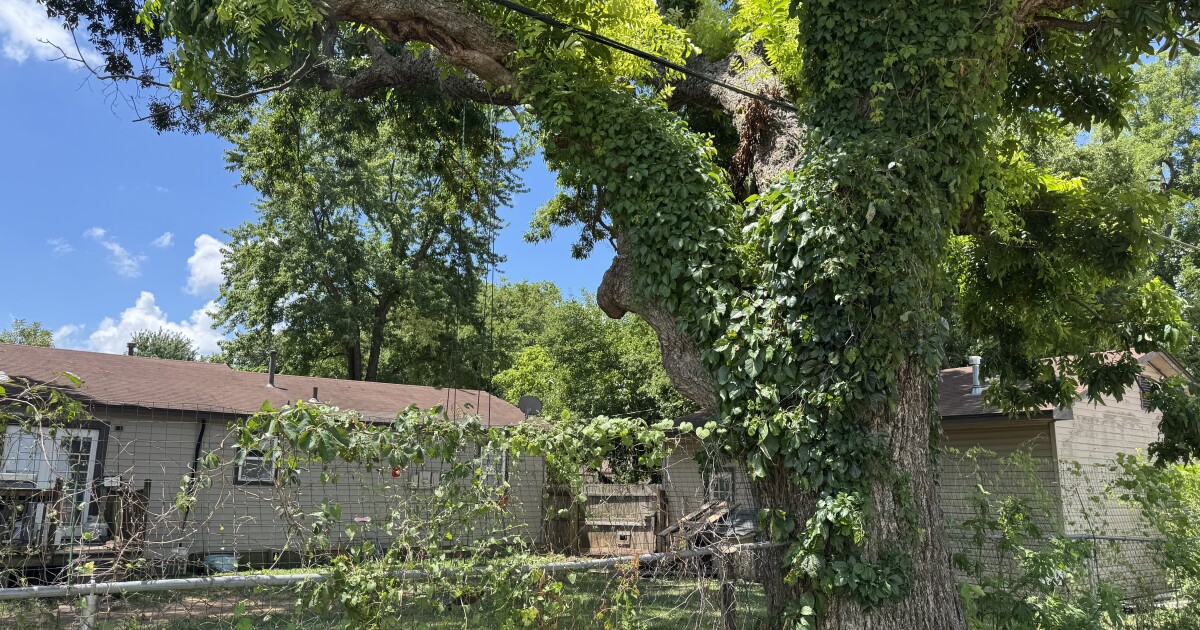 'It's sentimental': Bixby man fights to keep tree on property