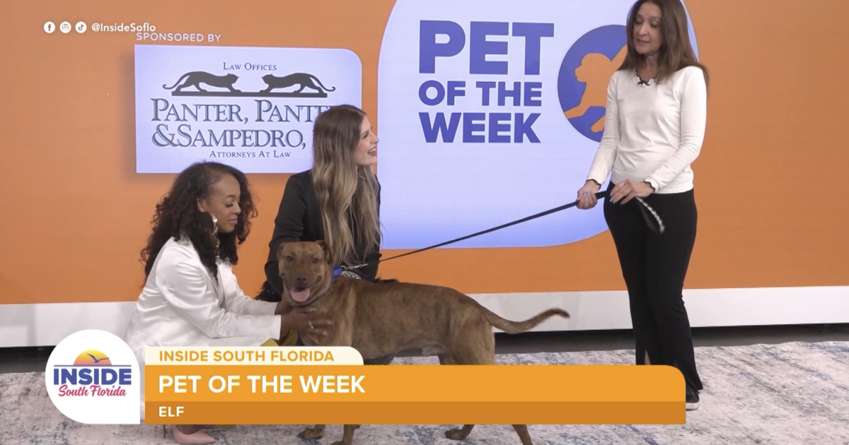 3-year-old Vizsla mix needs patient family after being returned due to separation anxiety issues