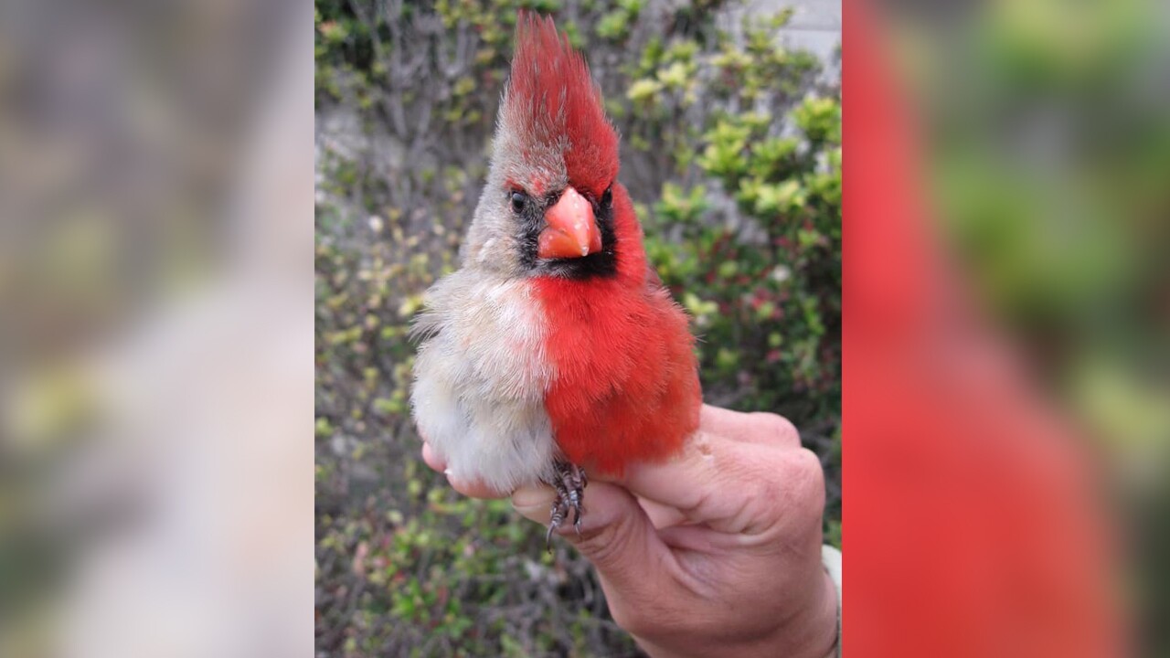 Cardinal Cardinal