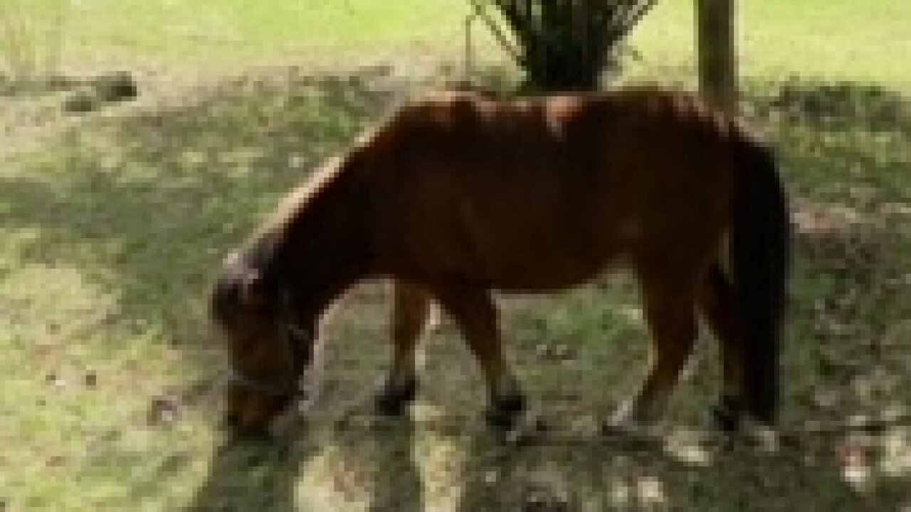 Miniature horse found dead with gunshot wound