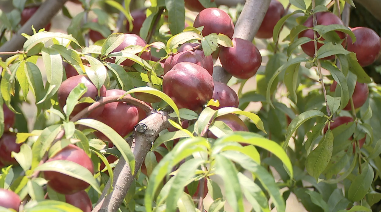 Screenshot 2025-08-01 at 3.43.17 PM.png