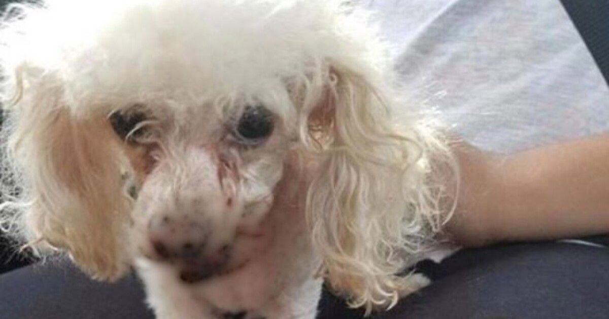 Wallpaper Petsmart dogs For Android Free Get Wallpaper Petsmart dogs For Free