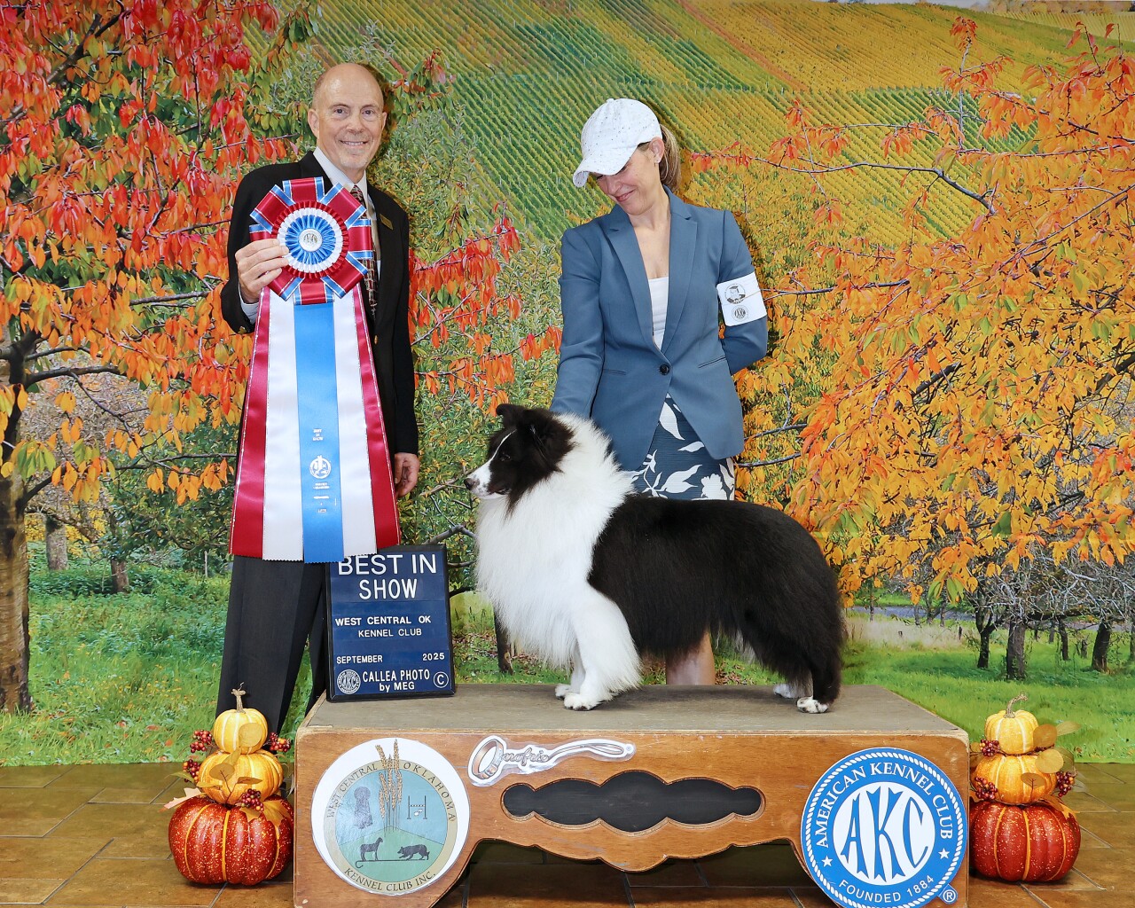 Summit Sheltie Belton