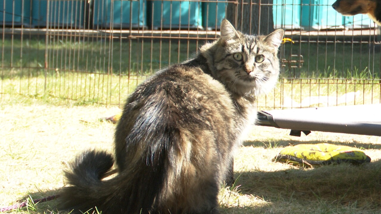 All star stunt dogs Boogie