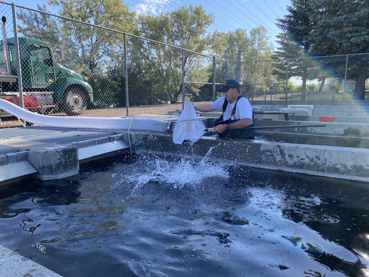 Where do Montana's stocked fish come from?