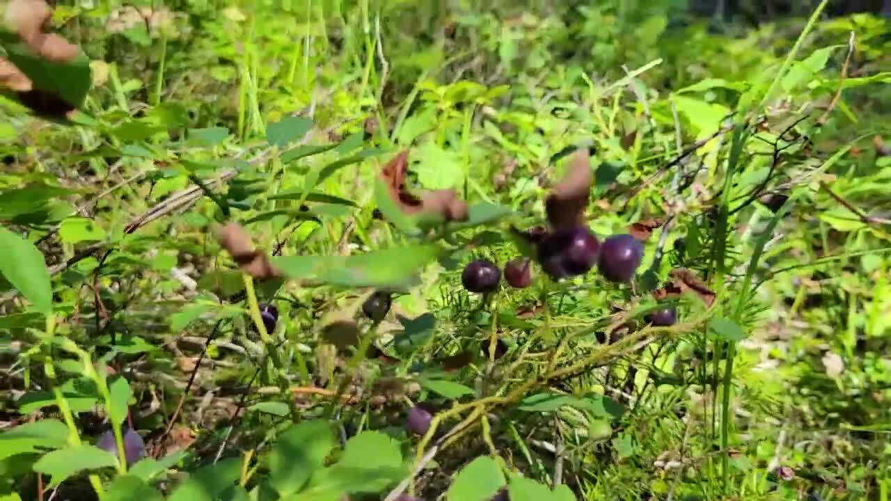 huckleberry