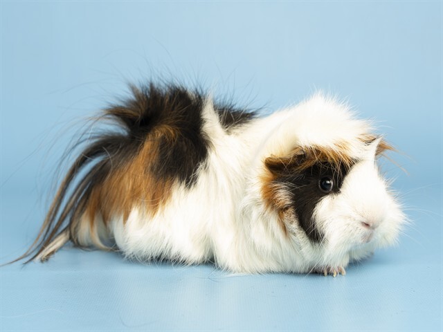 cornelius.jpg