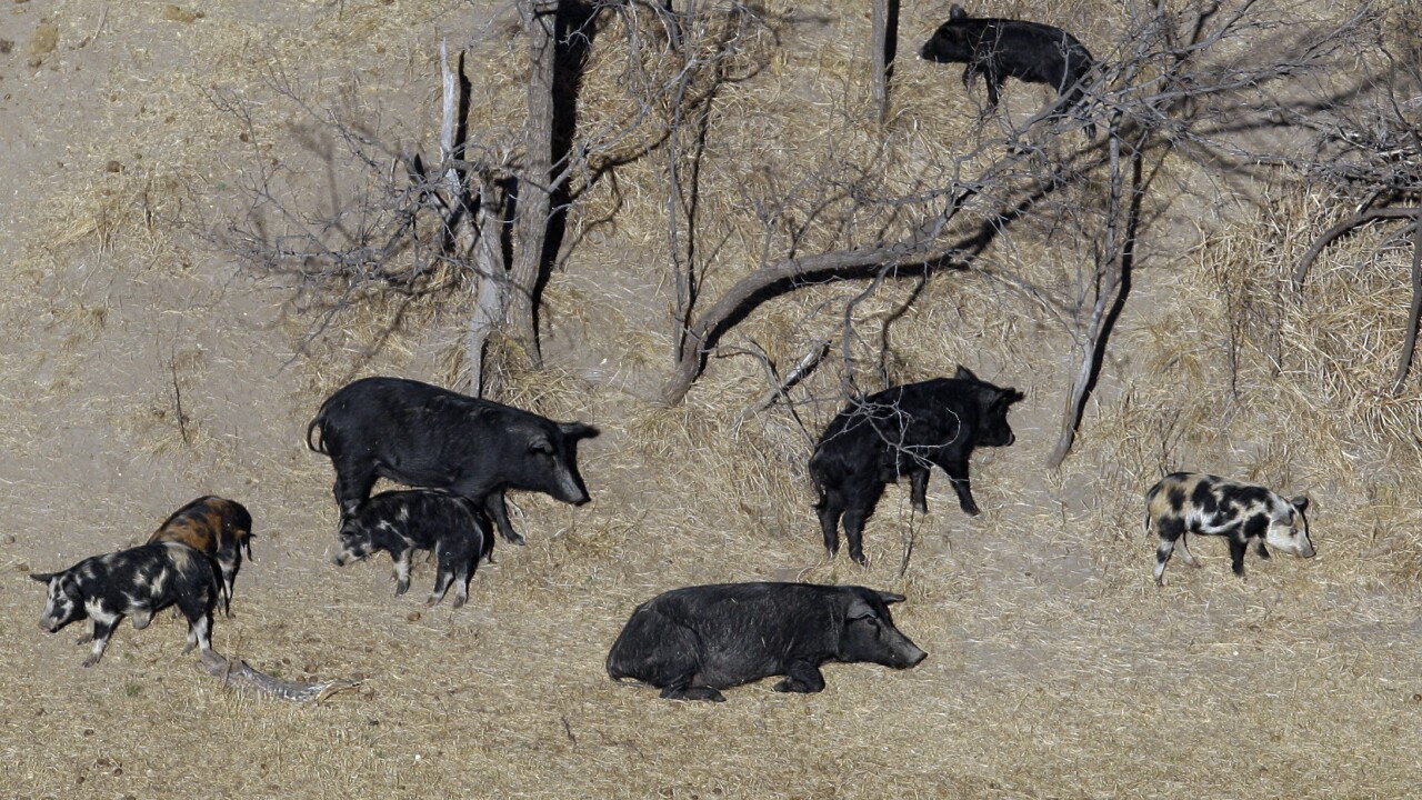 Feral pigs