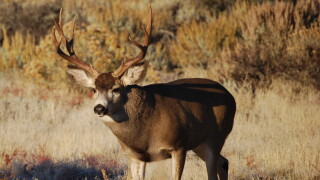 Mule Deer