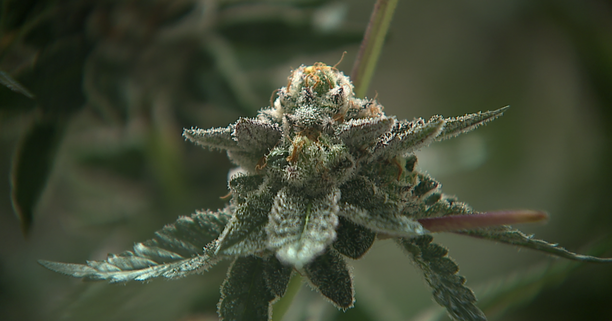 Colo. dispensary, doctor discuss concerns about move to reclassify marijuana - Vimarsana News