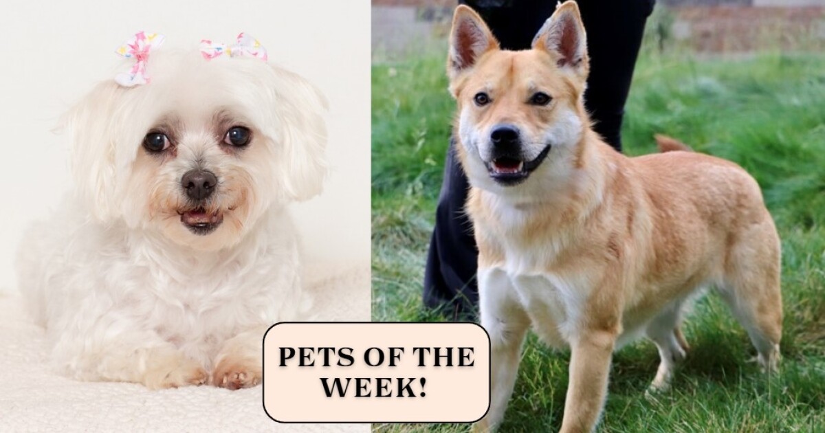 Pets of the week: Maybelline and Kiva looking for their forever homes