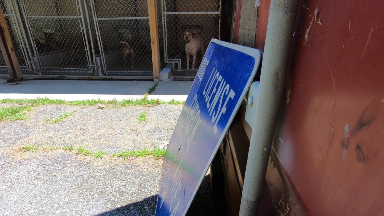 dogcages.jpeg