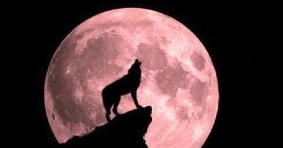 2019 Lunar Eclipse 5 Things To Know About The Super Blood Wolf Moon