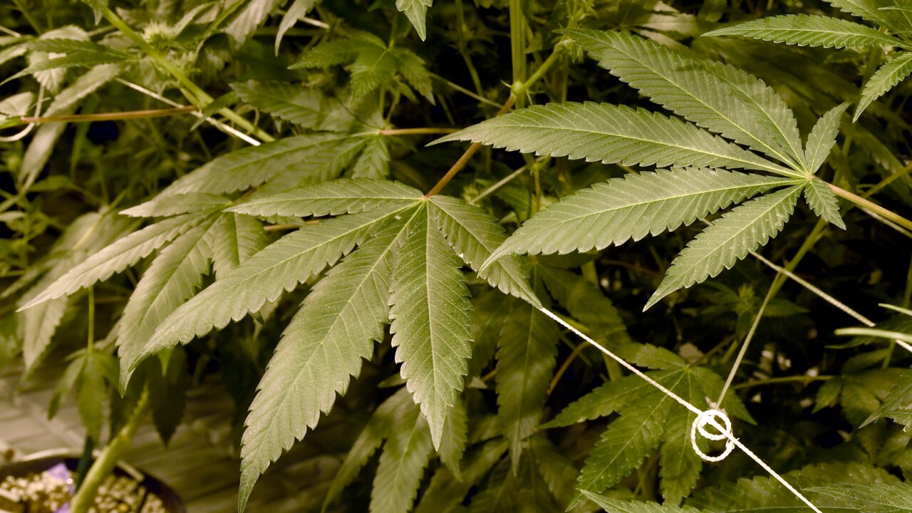 World's first cannabis beer launches