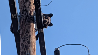 custer county bear
