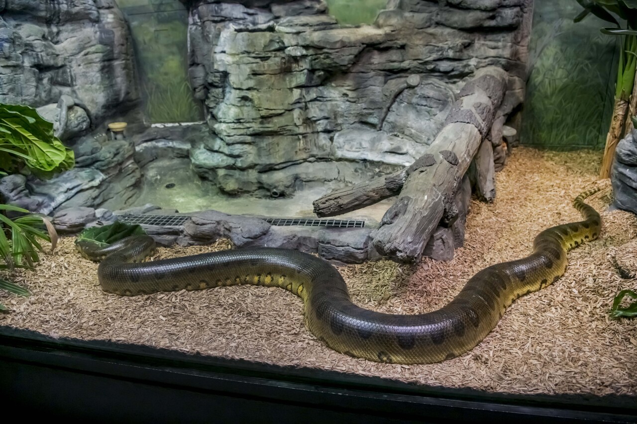 Anaconda Olive 10-2022-0022958 E.jpg