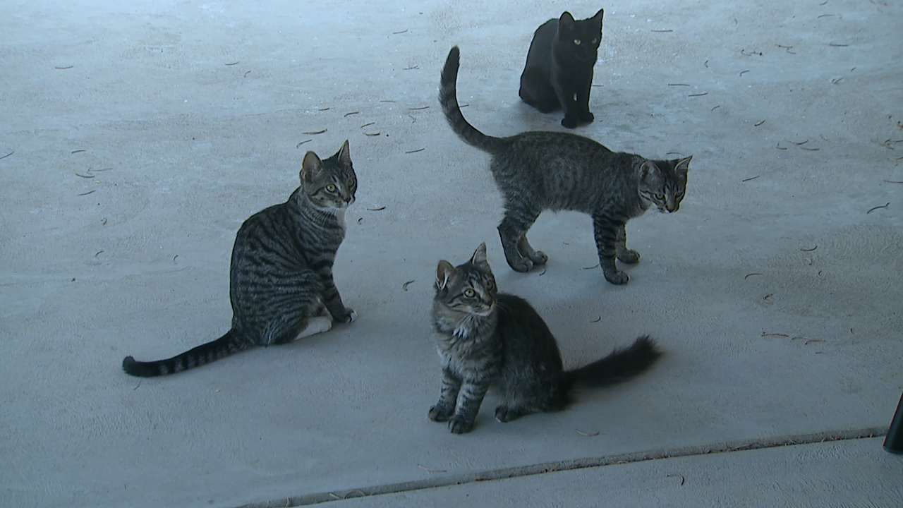 Denver Woman Says No One Will Pick Up Her Feral Cats
