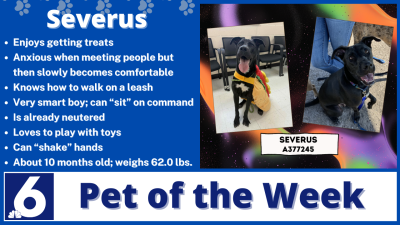 Pet of the Week Severus