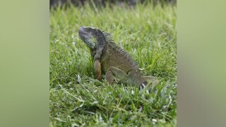 Iguana