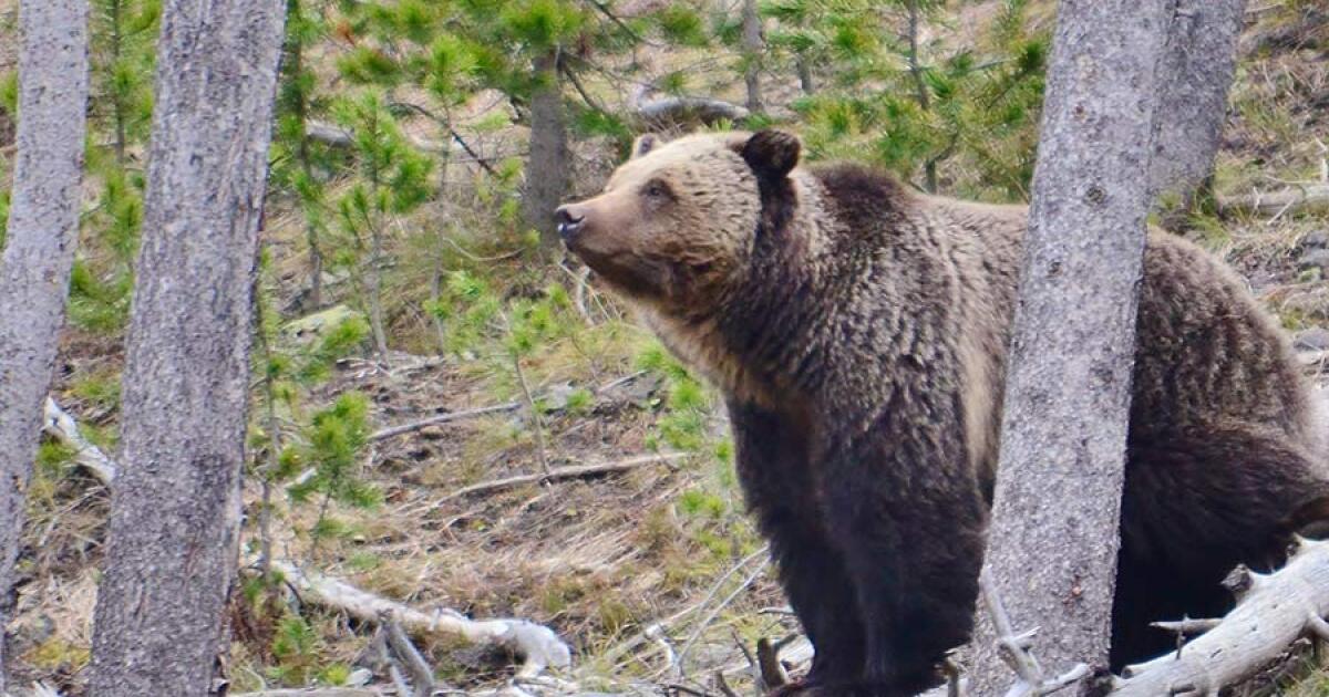 $15,000 reward for information leading to conviction of Idaho grizzly bear killer