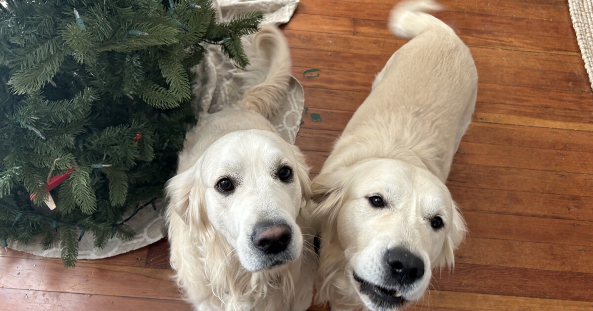 Most common pet insurance claims during holidays - Vimarsana News