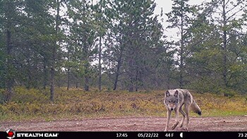 350wolf-2_original.jpg
