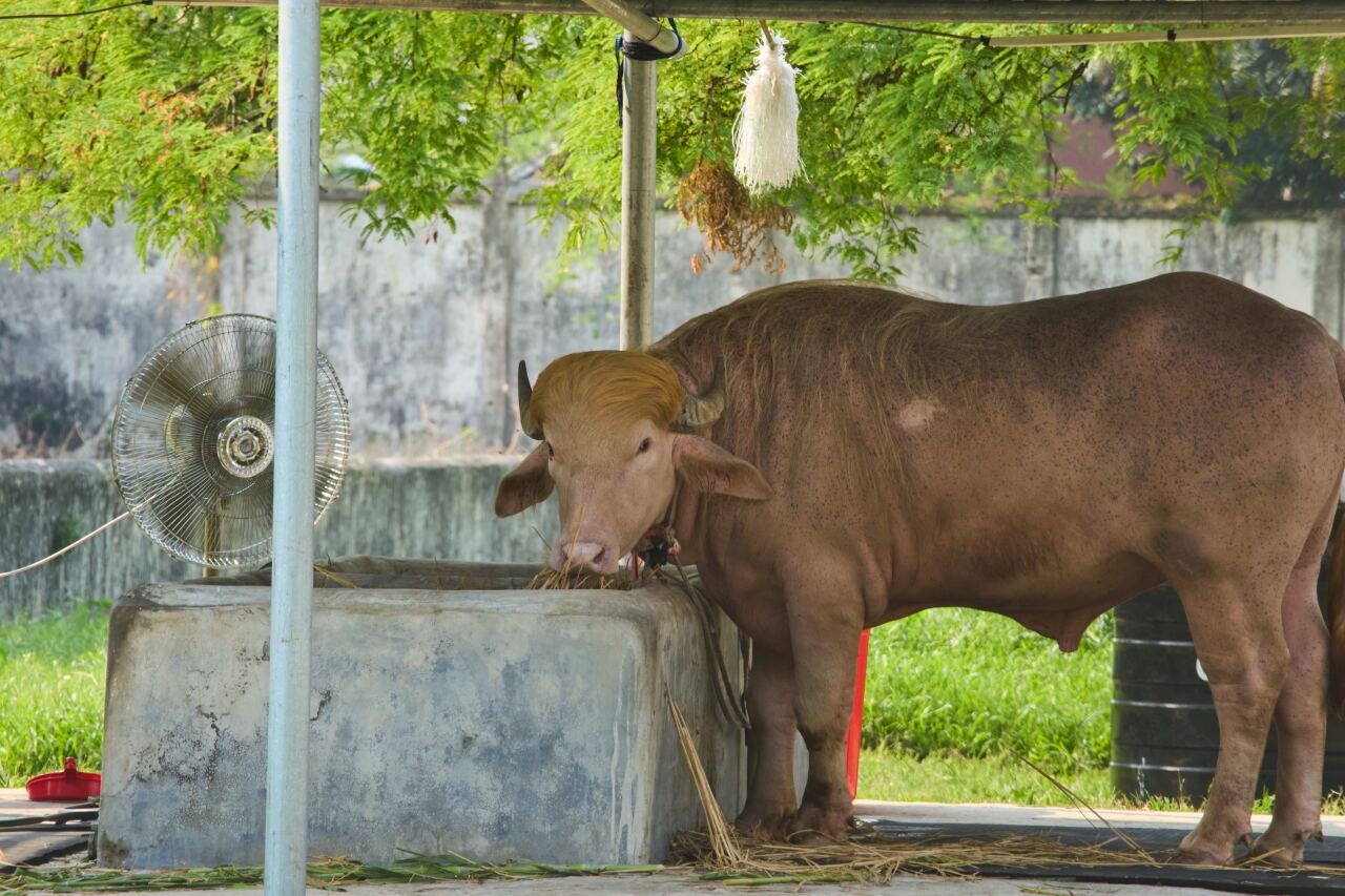 Bangladesh Buffalo Trump