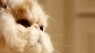 Cat Has Telekinetic Powers (Not Really, But The Vid Is Fun)