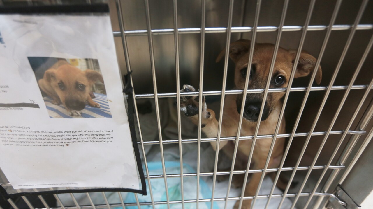 Screwworm Animal Shelters