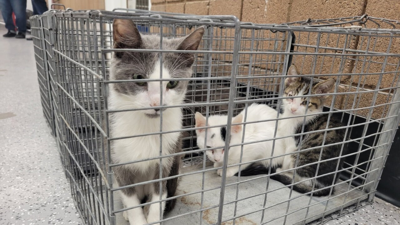 Over 40 animals rescued from 'unsanitary and neglectful conditions' in Henderson