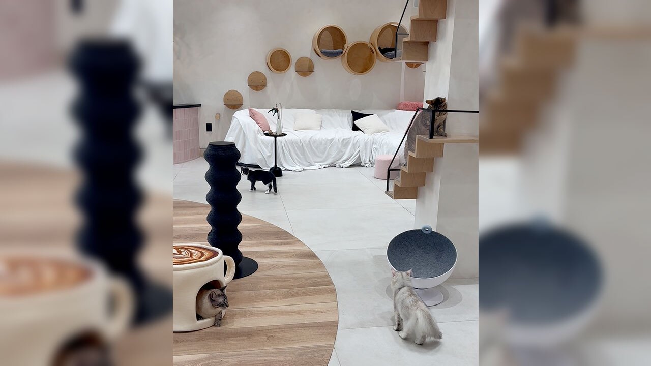 Nine Lives Cat Cafe Cat Heaven