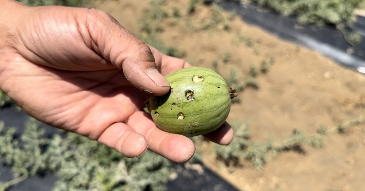Quartersized hail damages growing sweet melons at one Rocky Ford farm