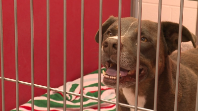 Pima Animal Care Center relies on volunteers to provide service to the pets at the shelter. Between 775 - 1,000 volunteers  contribute a total of 62,000-80,000 hours each year according to PACC.