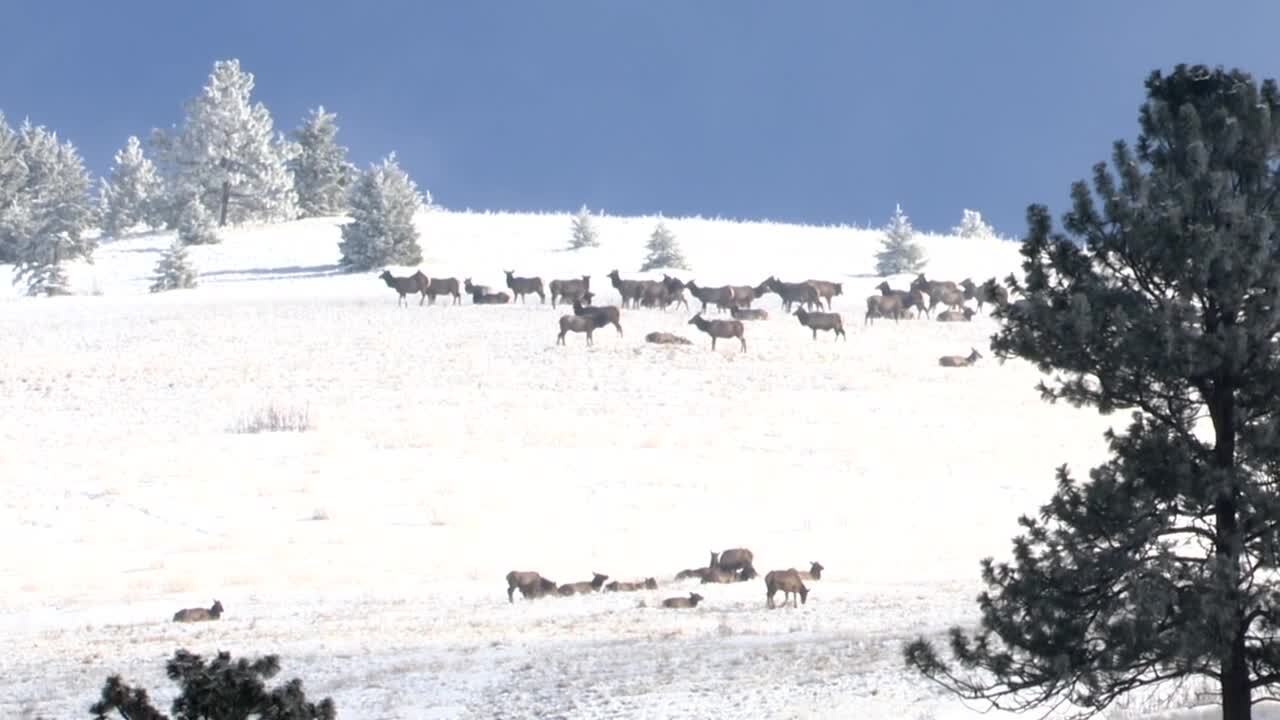 Mount Jumbo winter wildlife 