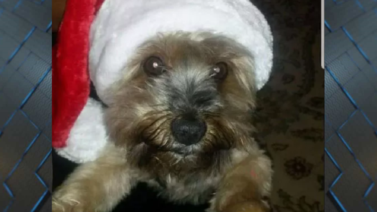 Download Dog Dies Hours After Grooming At Tx Petsmart HD Wallpaper Dog Dies Hours After Grooming At Tx Petsmart For iPhone Free