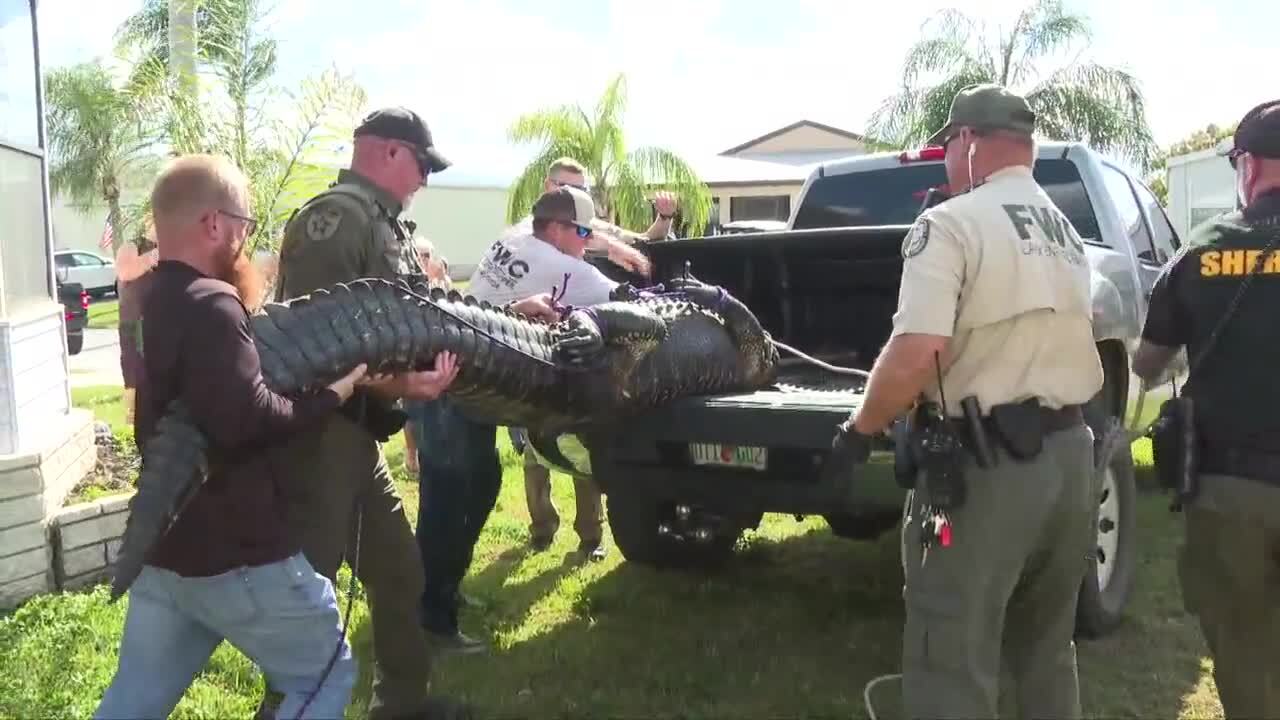 10-foot alligator loaded onto back of pickup truck after killing Gloria Serge, Feb. 20, 2023