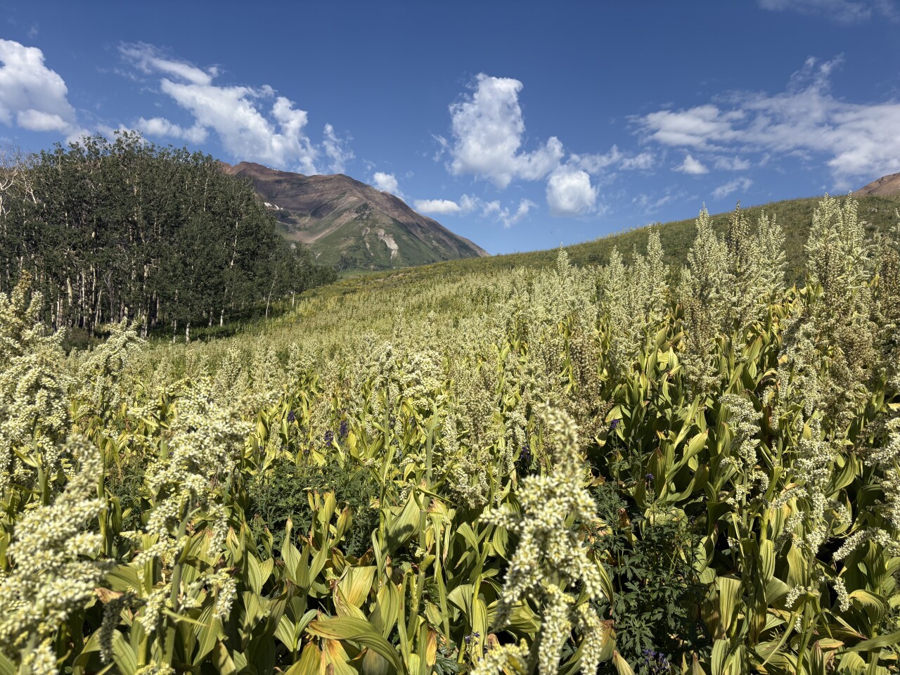 Rustler’s Gulch in Crested Butte