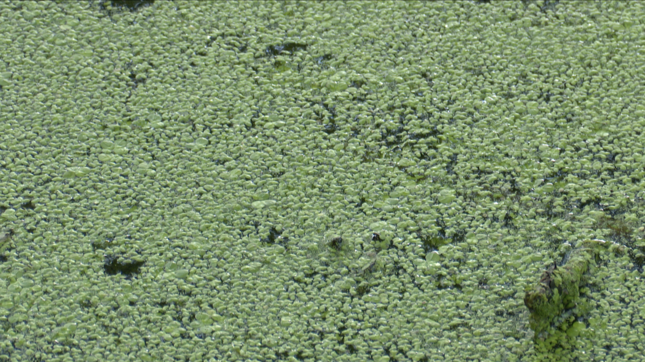 duckweed close up