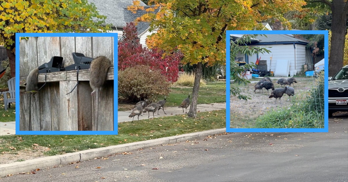 New regulations also focus on attracting wild turkeys. New regulations also focus on attracting wild turkeys.