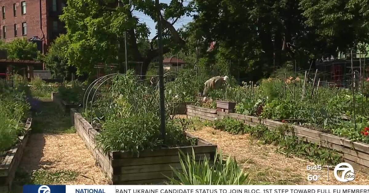 Dwelling gardening surge continues, gives inflation reduction Home gardening surge continues, offers inflation relief