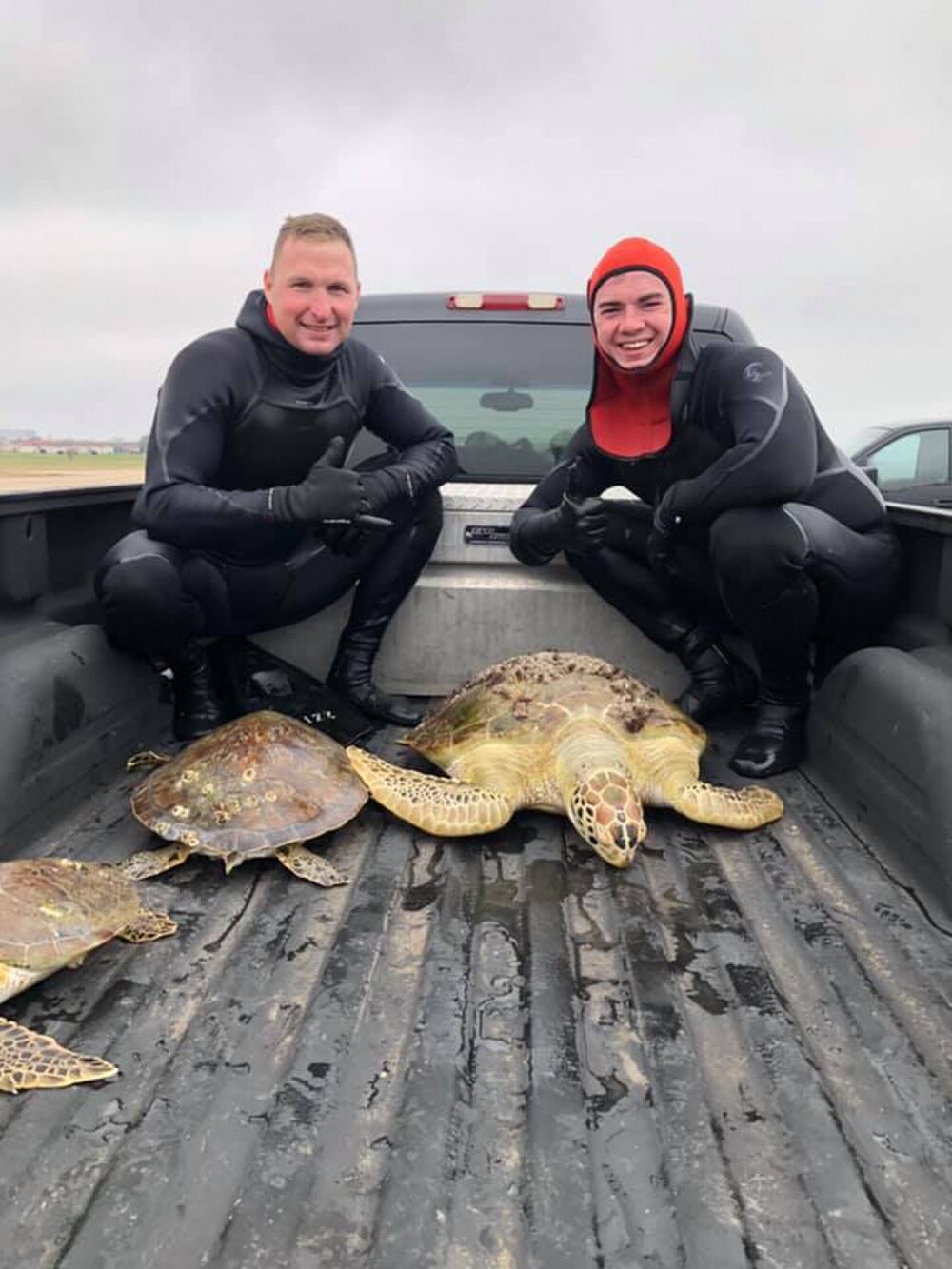 Sea turtle rescue CG (3).jpg