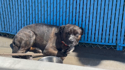 Abandoned Dog