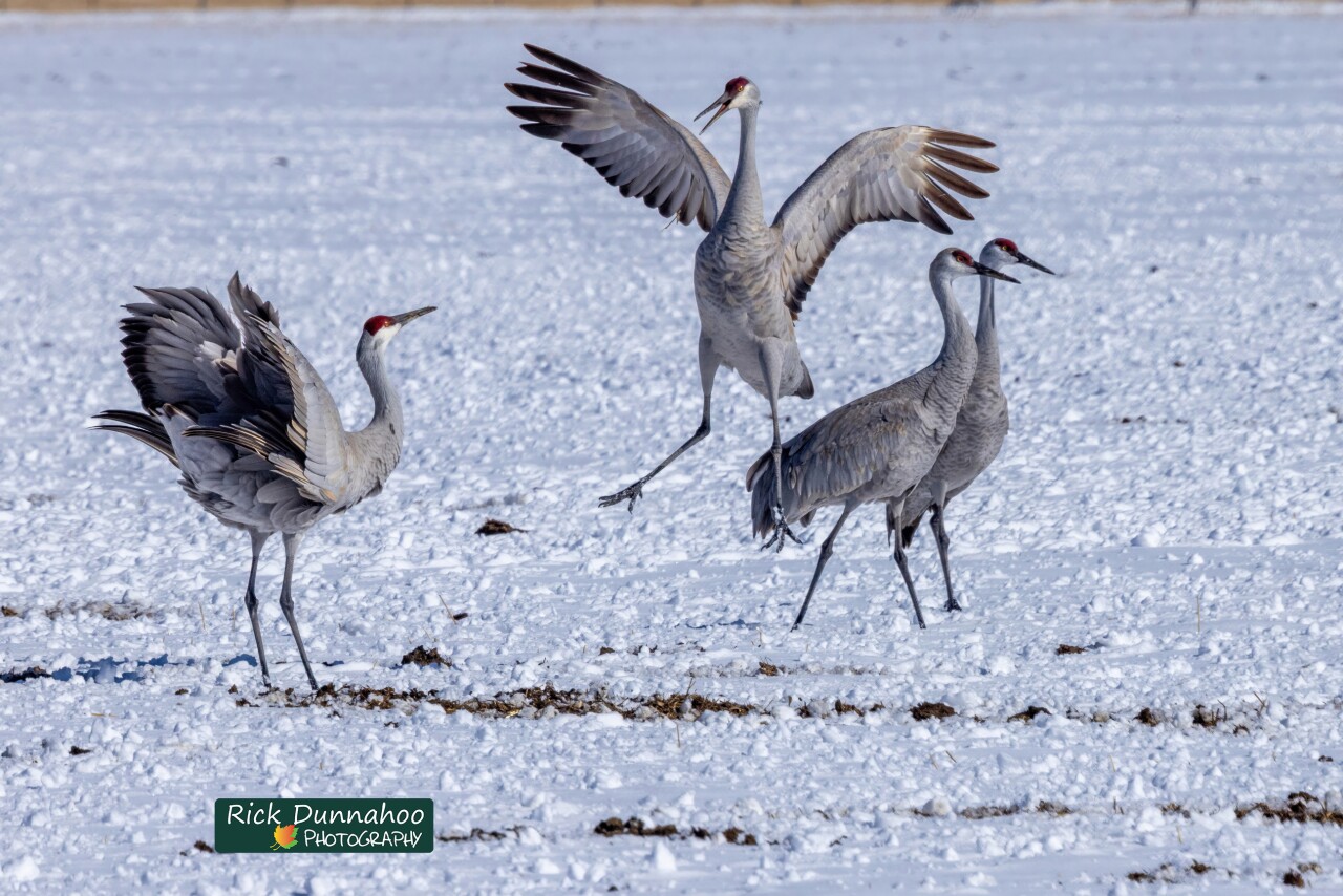 Rick Dunnahoo Photography_sandhill cranes (use only in OG story**********)