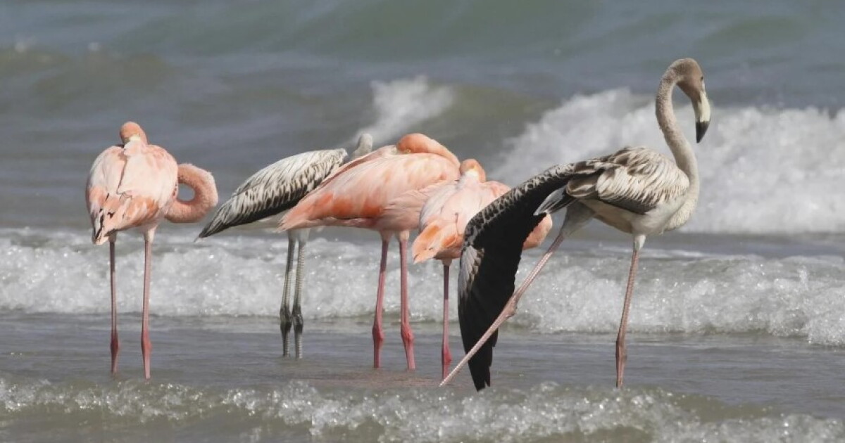 Flamingos in Wisconsin? Tropical birds visit Lake Michigan beach - Vimarsana News
