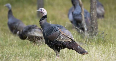 turkey_original.jpg